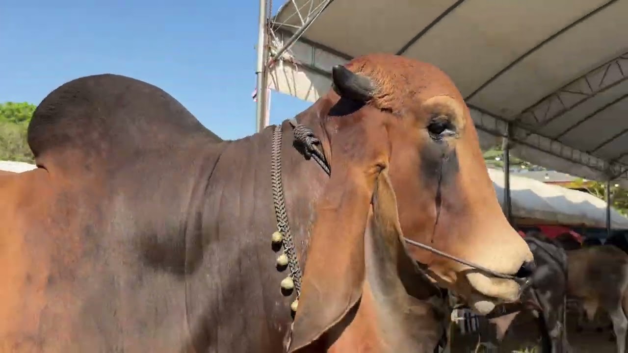 บรรยากาศประกวดวัวงาม สนามหนองบัวโคก 25/1/2569