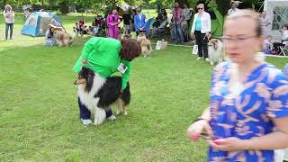 Polish Clubshow for Pastoral Breeds - Rough Collie male judging
