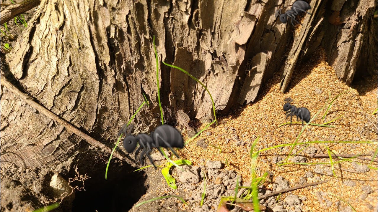 Ants moving saw dust.