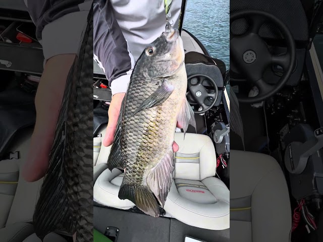 Uma DICA pra pescar tilápias usando iscas artificiais. #pescaria #pesca #pescaesportiva