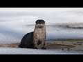 Loutre de rivire en hiver  river otter in winter