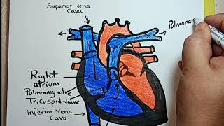 How to draw human heart for beginner أسهل طريقة لرسم القلب باحتراف