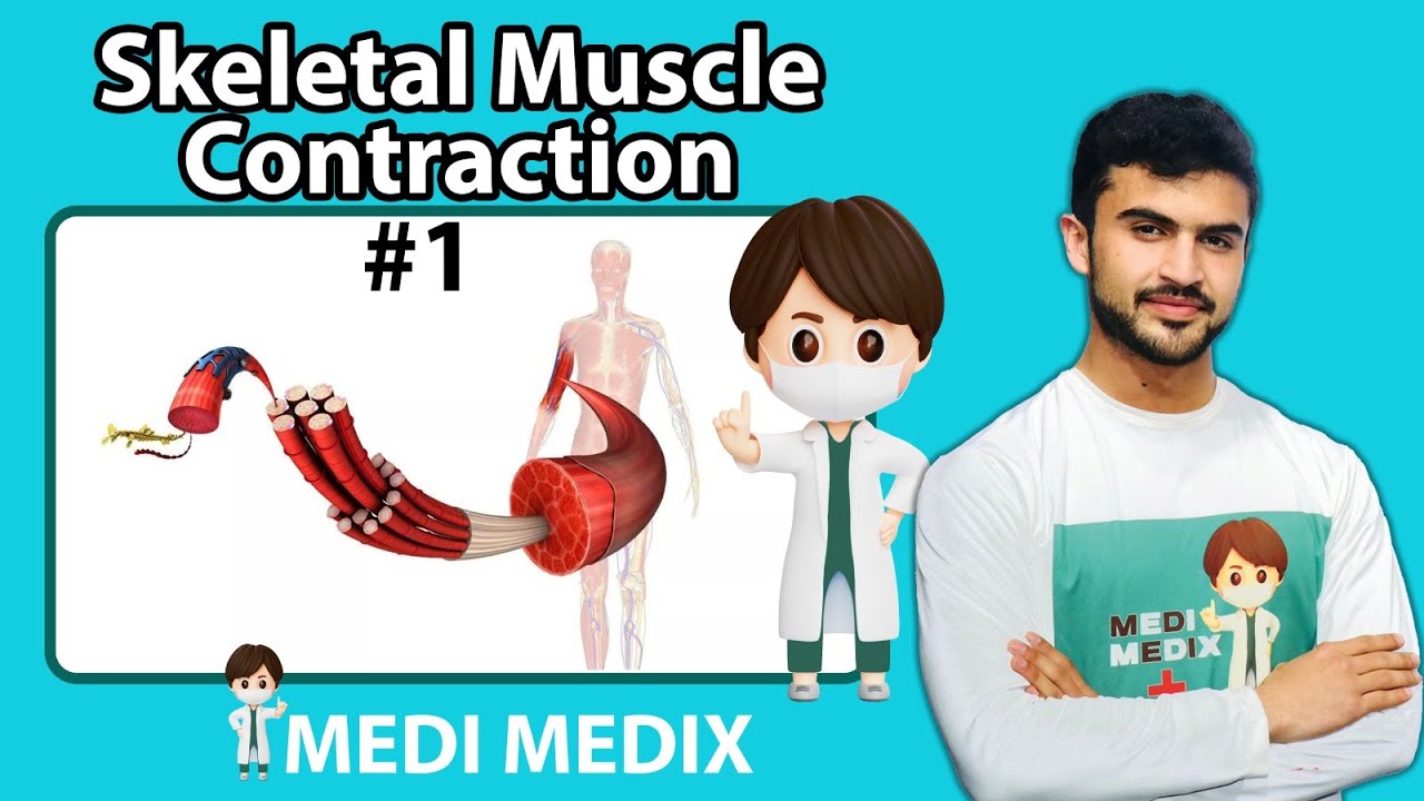 Skeletal muscle Contraction - part 1 (Physiology #13) - YouTube