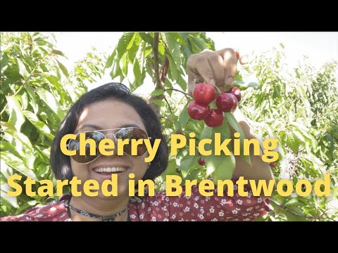 Cherry Picking Brentwood Farms | Bay Area Day Outs | Fruit Picking in California