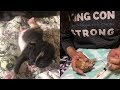 Rescue Pregnant Cat Mom Give Birth 4 Little But Feisty Baby Kittens