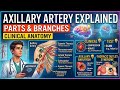 Axillary Artery Explained | Parts, Branches &amp; Clinical Anatomy