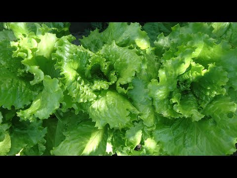 СОБИРАЙТЕ СВОИ СЕМЕНА САЛАТА, УКРОПА И ДРУГОЙ ЗЕЛЕНИ. Видео Ольги Черновой 14 июня