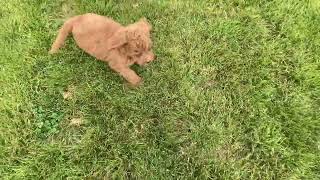 A sea of f1b hunting labradoodle puppies! Recall whistle work.!