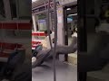 これはガチでビビるw#shorts