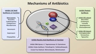 Mechanisms and Classification of Antibiotics (Antibiotics  Lecture 3)