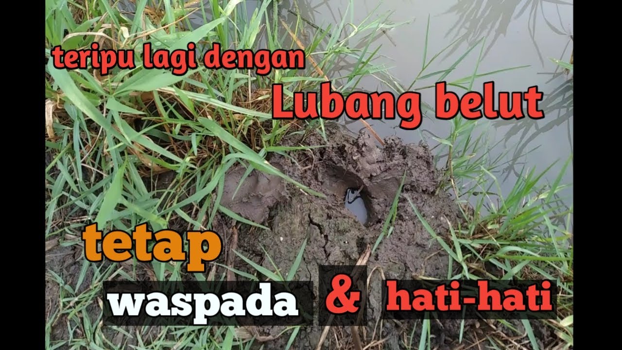 Mancing belut , ngurek belut disawah sungguh gak bisa ditebak ukuranya,dan tetap waspada mas bro!