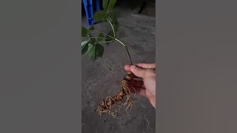 1 củ sâm rừng 35 gam có hoa đẹp mời các bác siêu gọi 0377965679 e Nguyệt nhé