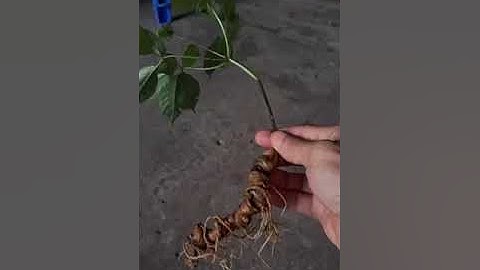 1 củ sâm rừng 35 gam có hoa đẹp mời các bác siêu gọi 0377965679 e Nguyệt nhé