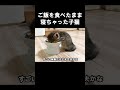 ご飯を食べたまま寝ちゃった子猫 #保護子猫