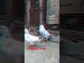 #pigeon# viral #short#1k