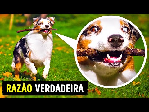 Vídeo: 3 Comportamentos Caninos Que Você Pode Acidentalmente “destreinar”