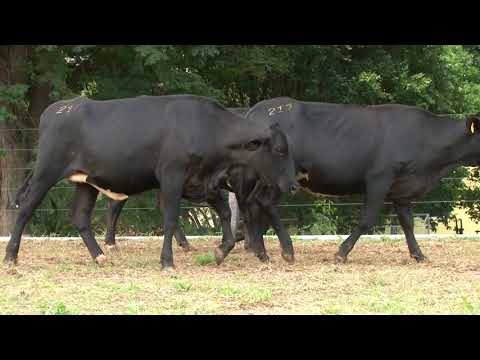 LOTE 213   LEILÃO 20 ANOS SANTA LUZIA   DIA 25 DE ABRIL, 10 HORAS   REMATEWEB PLUS