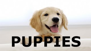 PUPPIES.