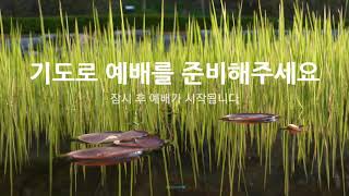 [무료저작권 No Copyright - 예배인트로 영상 167] 기독교영상소스 | 예배준비영상 | 연못 | 살랑바람 | 수초