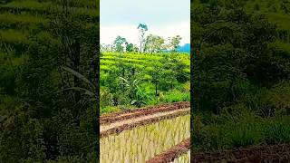 Sawah dan kebun di Desa Pandansari sine ngawi