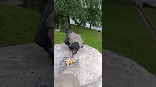 Wild Grey Crow Takes Cashew From Hand