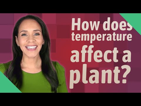 Video: Stress da temperatura nelle piante - In che modo la temperatura influisce sulla crescita delle piante?