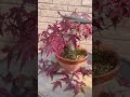 ミニ盆栽、モミジ #bonsai #盆栽