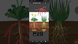 monocot and dicot seed