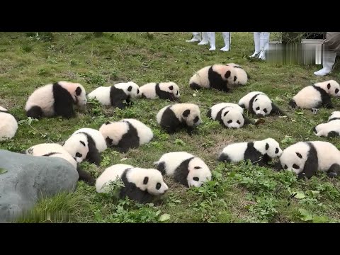 Panda-Mania: The Choir of Black-and-Whites Arrives！大熊貓合唱天團來了！