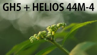 Gh5 + Helios 44M-4 Test (Bokeh, Flare, And Backlight On Leaves) In 4K