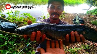 PREDATOR DANAU BIARO // BIG SIZE..