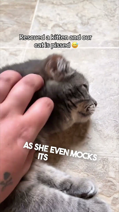 Their cat hates their new kitten 😂