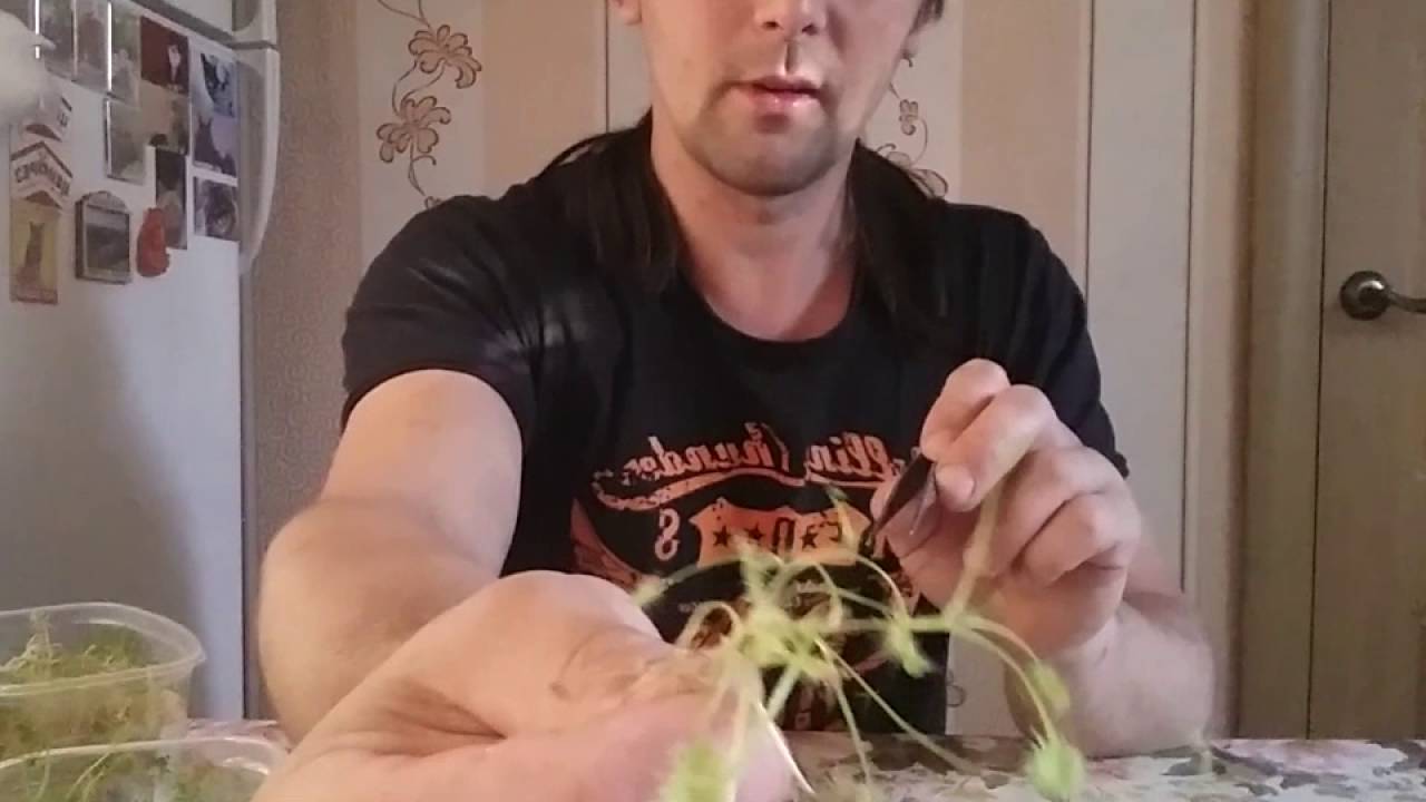 росянка круглолистная пересадка