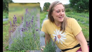 First Year Lavender Field Update : Flower Hill Farm