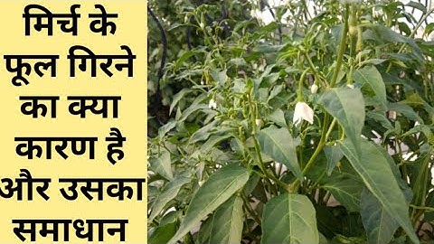 What Causes Flowers Fall From Chilli Plants & It