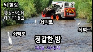 쇠백로 정갈한 방/ 도심 가운데 조성된 자연 수생태계 즉 야생 서식지에 이러저러하게 쌓이는 먼지 기타 등을 정갈하게 관리하는 주체에게 영상을 통해 감사드리며..
