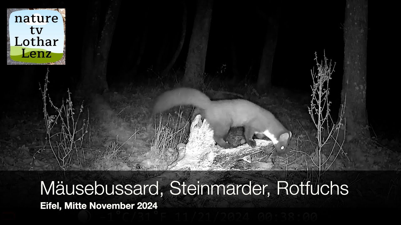 Steinmarder, Rotfuchs, Mäusebussard. Eifel, Deutschland, Mitte November 2024