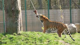 Tiger enrichment - High Wire Feeder at Blackpool Zoo