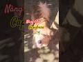 Nàng Capybara với tài lẻ đi bằng 2 chân rất vững 🦮 #pets #capybara #dog #doglife #cutedog