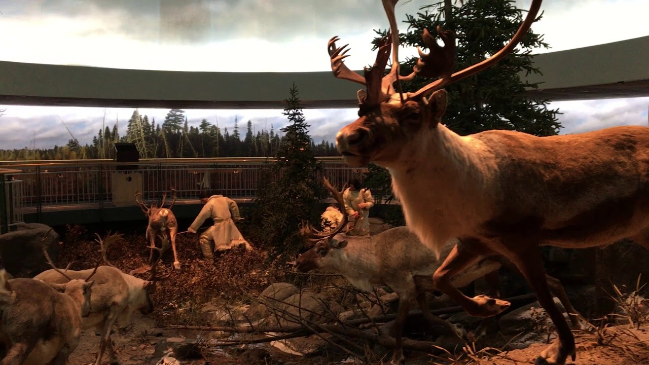 Ice Age hunting scene on caribou YouTube