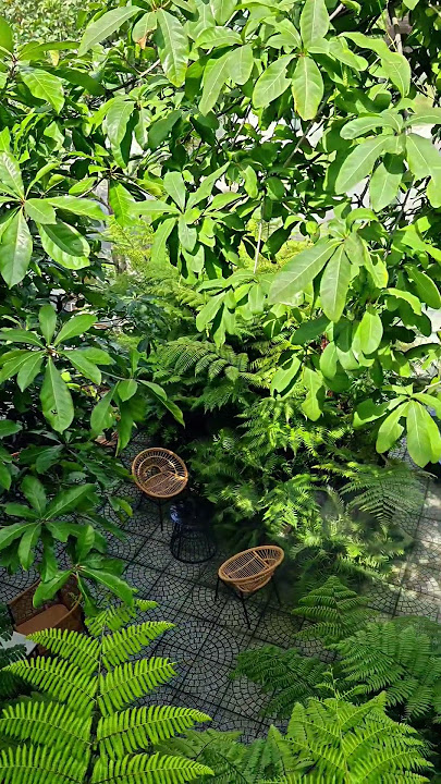 A Green Oasis Inside a Saigon Café | Woman in Love (Instrumental)