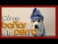 Tip: Como bañar a un perro