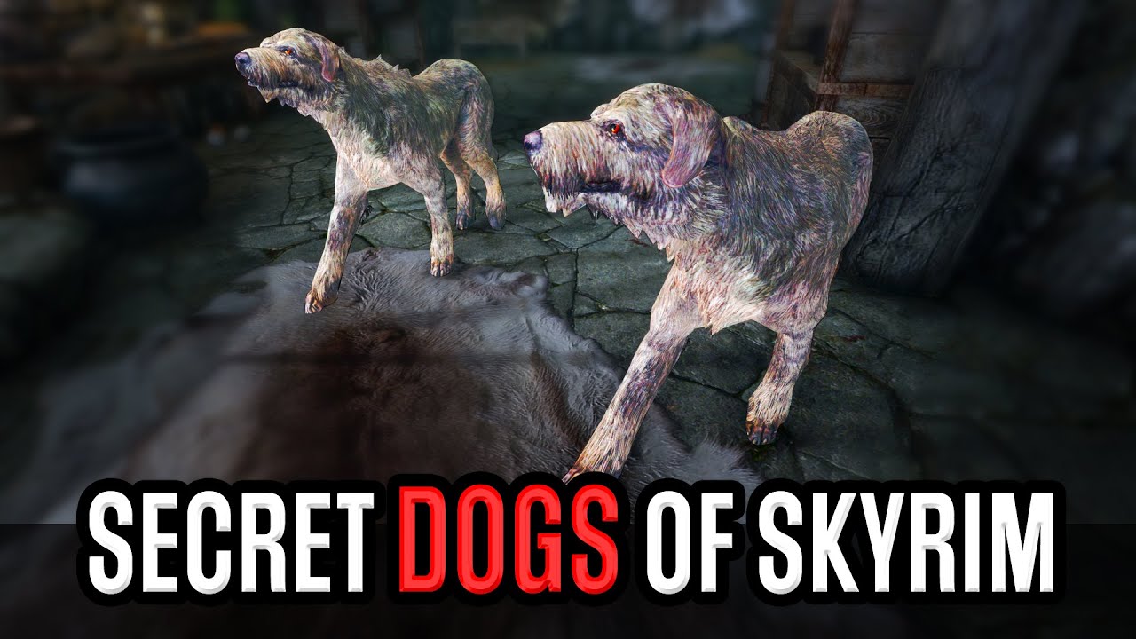 Only true Skyrim players have seen these dogs