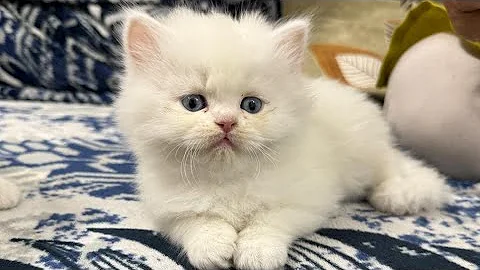 Video 8239961: persiancat persiankitten cat kitten, persiancat persians, persian cat feeding kittens, persian kitten cats catlover, playing persiancat cat kitten