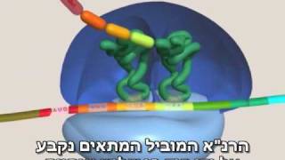 FlythroughAssembled hebrew sub