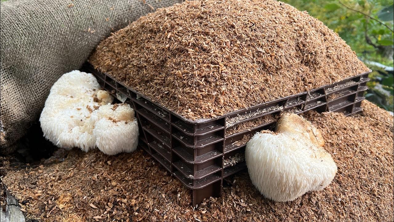 Lion's Mane cultivation in the Forest Garden YouTube