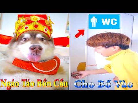 Thú Cưng TV | Dương KC Pets | Ngáo Husky Troll Bố #25 | chó thông minh vui nhộn funny cute smart dog