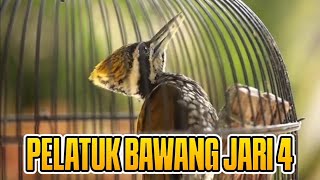 PELATUK BAWANG JARI 4 GACOR | PELATUK BAWANG BETINA | PELATUK TUNGIR EMAS | PELATUK BESI