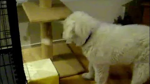 Watch the video about St Bernard/Maremma Sheep dog plays with Himalayan/Siamese Kitten