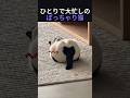 ひとりで大忙しのぽっちゃり猫